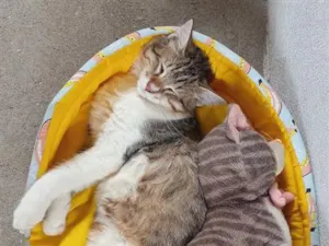 Gato raça SRD-ViraLata idade 2 anos nome Picolé