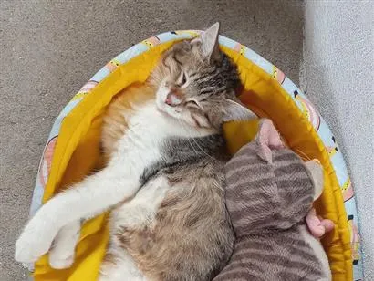 Gato raça SRD-ViraLata idade 2 anos nome Picolé