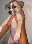 Cinzao