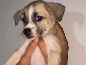 Cachorro raça SRD-ViraLata idade 2 a 6 meses nome Cinzao