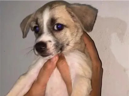 Cachorro raça SRD-ViraLata idade 2 a 6 meses nome Cinzao