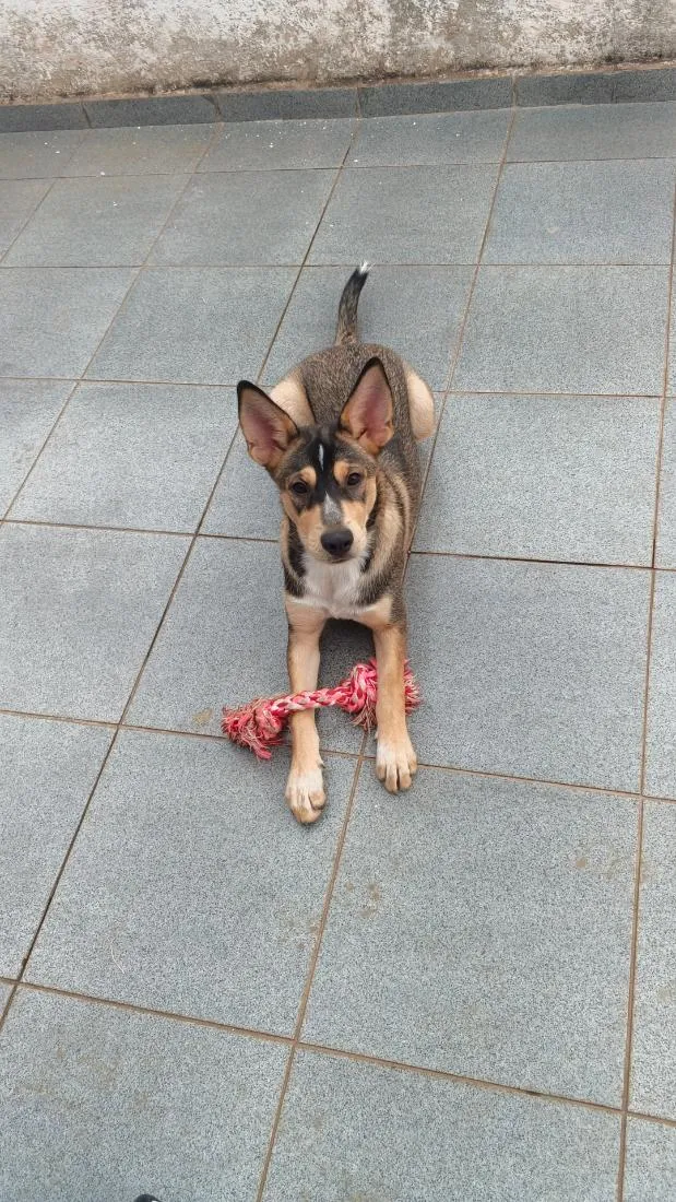 Cachorro raça SRD-ViraLata idade 7 a 11 meses nome Anahí