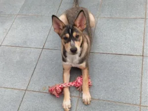 Cachorro raça SRD-ViraLata idade 7 a 11 meses nome Anahí