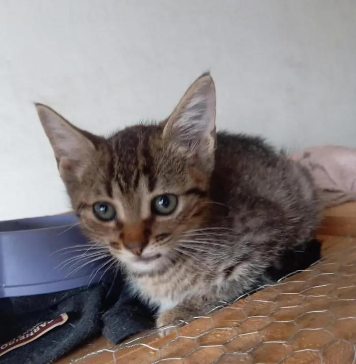Gato raça SRD-ViraLata idade 2 a 6 meses nome Bruce