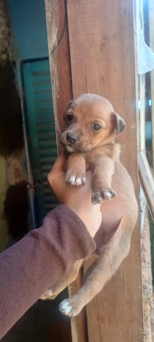 Cachorro raça SRD-ViraLata idade Abaixo de 2 meses nome Esperança 