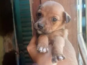 Cachorro raça SRD-ViraLata idade Abaixo de 2 meses nome Esperança 
