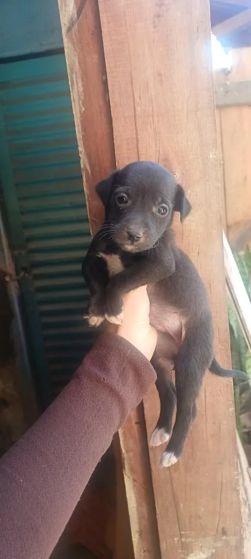 Cachorro raça SRD-ViraLata idade Abaixo de 2 meses nome Pitchula