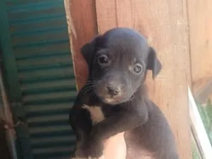 Cachorro raça SRD-ViraLata idade Abaixo de 2 meses nome Pitchula