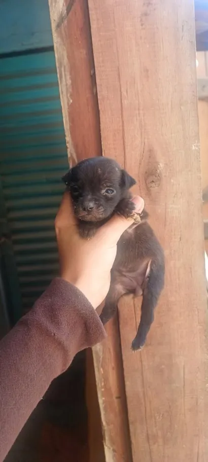 Cachorro raça SRD-ViraLata idade Abaixo de 2 meses nome Formiguinha