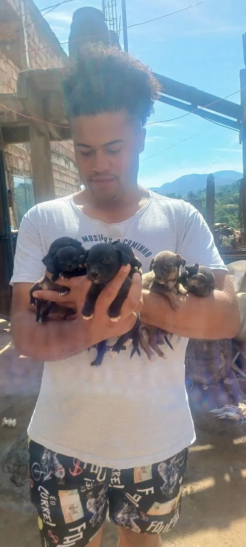Cachorro raça SRD-ViraLata idade Abaixo de 2 meses nome Ninhada na rua!!!!