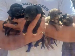 Cachorro raça SRD-ViraLata idade Abaixo de 2 meses nome Ninhada na rua!!!!