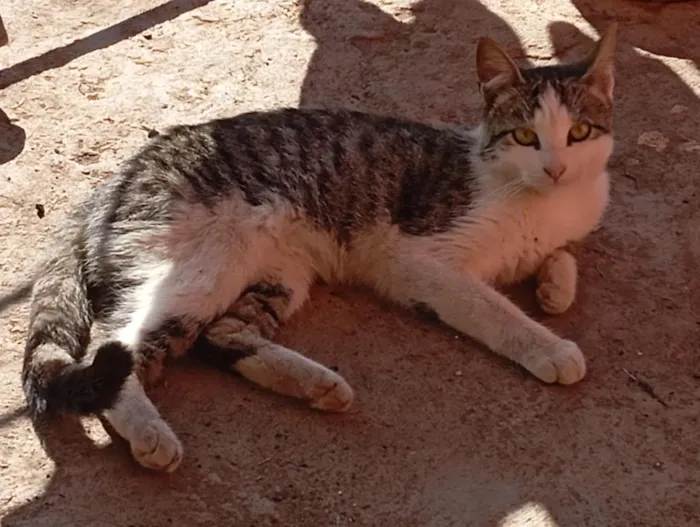 Gato raça SRD-ViraLata idade 7 a 11 meses nome Lua