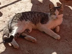 Gato raça SRD-ViraLata idade 7 a 11 meses nome Lua