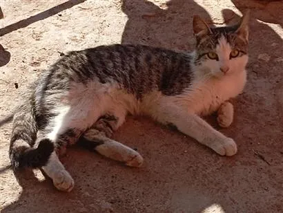 Gato raça SRD-ViraLata idade 7 a 11 meses nome Lua