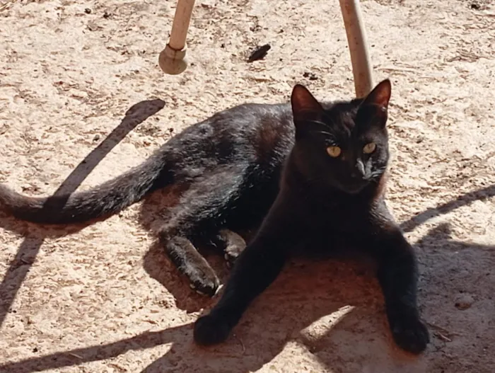 Gato raça SRD-ViraLata idade 7 a 11 meses nome Café