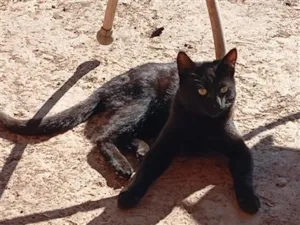 Gato raça SRD-ViraLata idade 7 a 11 meses nome Café