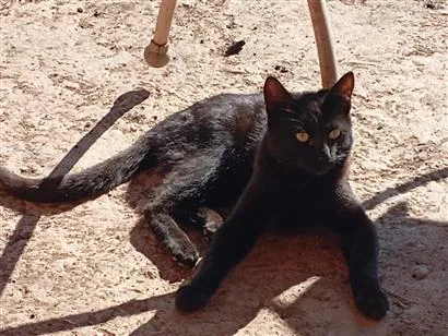 Gato raça SRD-ViraLata idade 7 a 11 meses nome Café