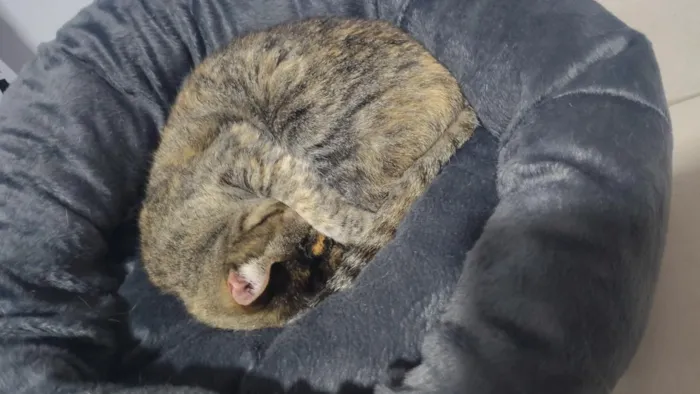 Gato raça SRD-ViraLata idade 6 ou mais anos nome Anitta