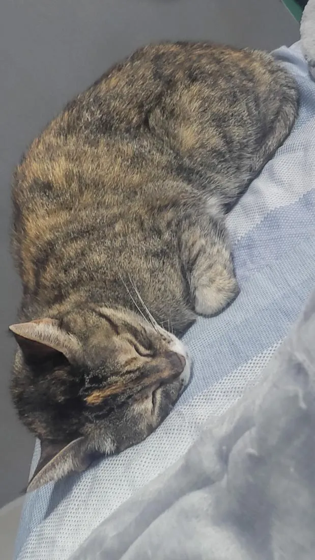 Gato raça SRD-ViraLata idade 6 ou mais anos nome Anitta