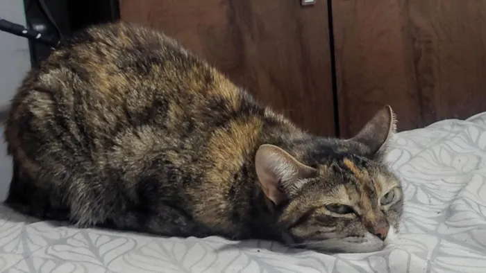 Gato raça SRD-ViraLata idade 6 ou mais anos nome Anitta