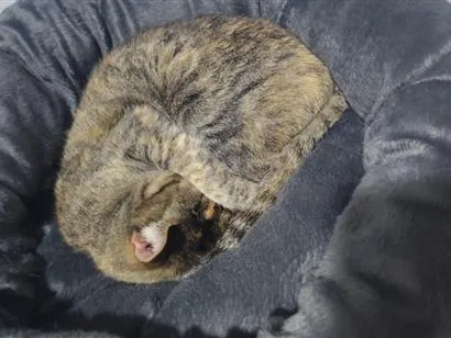 Gato raça SRD-ViraLata idade 6 ou mais anos nome Anitta