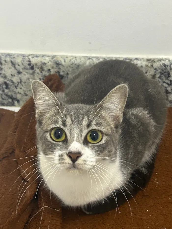 Gato raça Siamês idade 7 a 11 meses nome Zoe