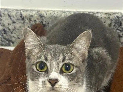 Gato raça Siamês idade 7 a 11 meses nome Zoe