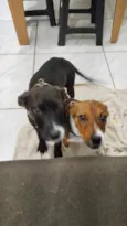pretinha e tigresa