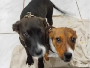 Cachorro raça SRD-ViraLata idade 7 a 11 meses nome pretinha e tigresa