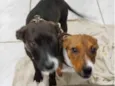 pretinha e tigresa