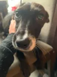 pretinha e tigresa