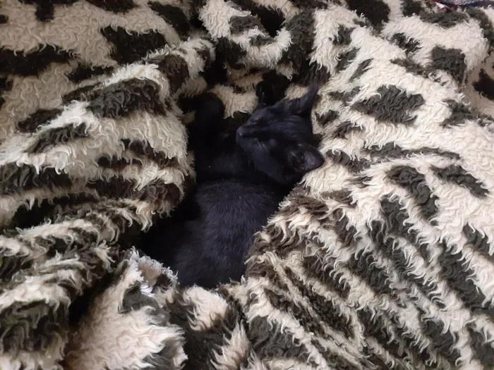 Gato raça SRD-ViraLata idade 2 a 6 meses nome Lindinha