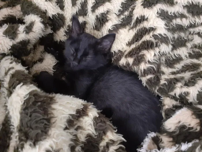 Gato raça SRD-ViraLata idade 2 a 6 meses nome Lindinha