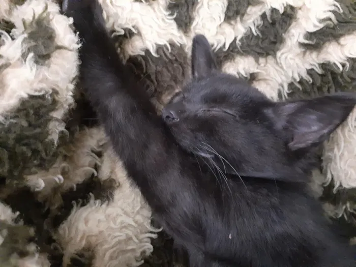 Gato raça SRD-ViraLata idade 2 a 6 meses nome Lindinha