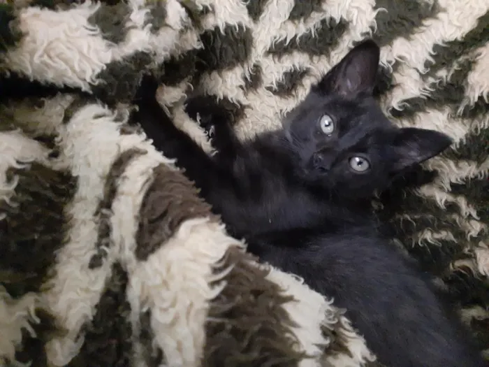 Gato raça SRD-ViraLata idade 2 a 6 meses nome Lindinha