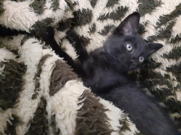 Gato raça SRD-ViraLata idade 2 a 6 meses nome Lindinha