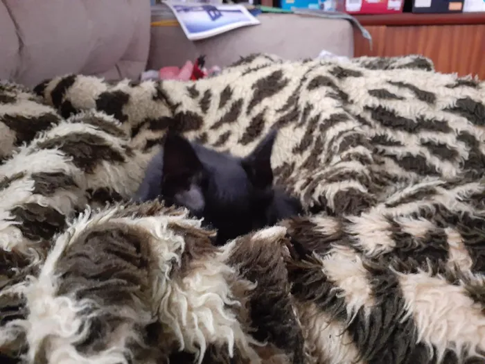 Gato raça SRD-ViraLata idade 2 a 6 meses nome Lindinha
