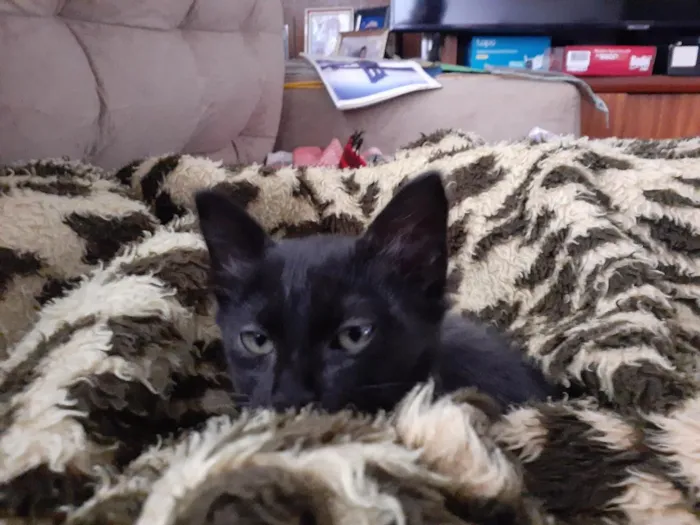 Gato raça SRD-ViraLata idade 2 a 6 meses nome Lindinha