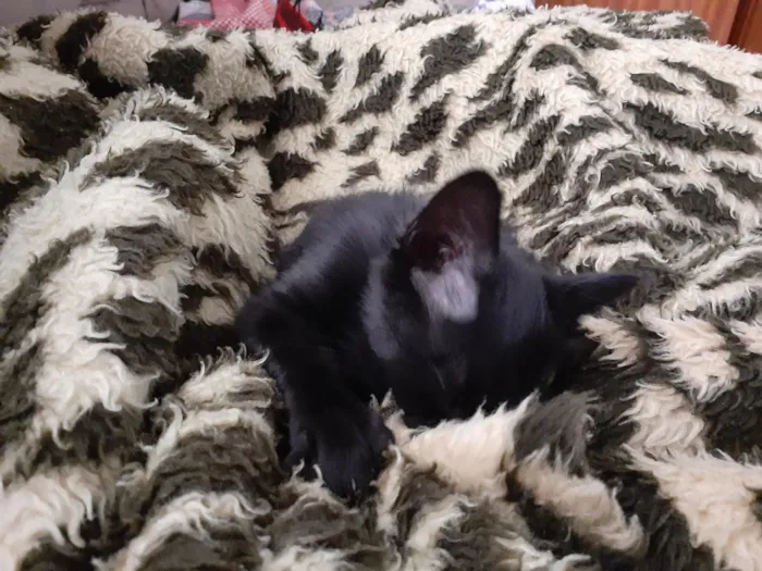 Gato raça SRD-ViraLata idade 2 a 6 meses nome Lindinha