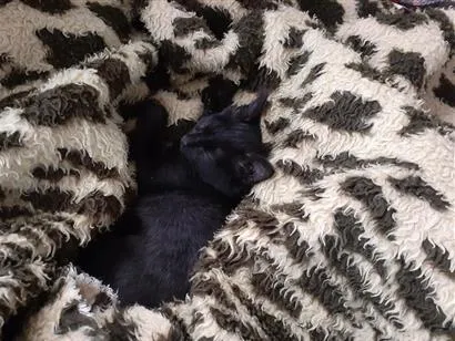 Gato raça SRD-ViraLata idade 2 a 6 meses nome Lindinha