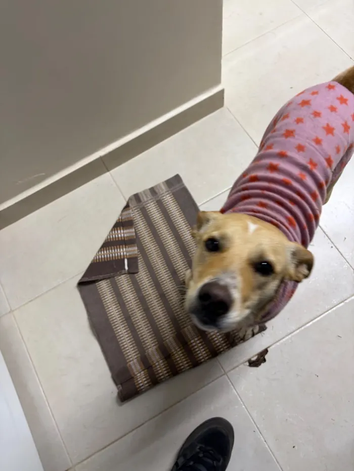 Cachorro raça SRD-ViraLata idade 2 a 6 meses nome nao possui