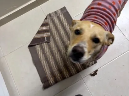 Cachorro raça SRD-ViraLata idade 2 a 6 meses nome nao possui