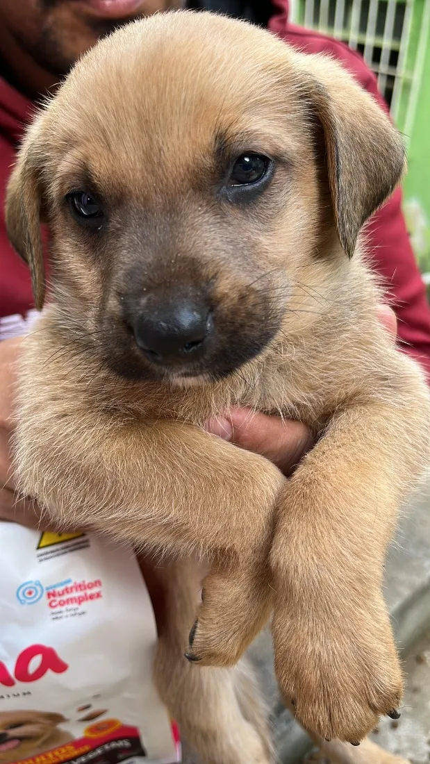 Cachorro raça Labrador idade Abaixo de 2 meses nome Thor