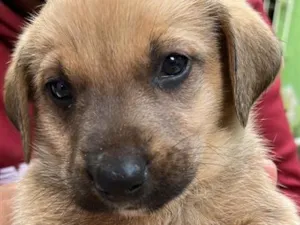 Cachorro raça Labrador idade Abaixo de 2 meses nome Thor