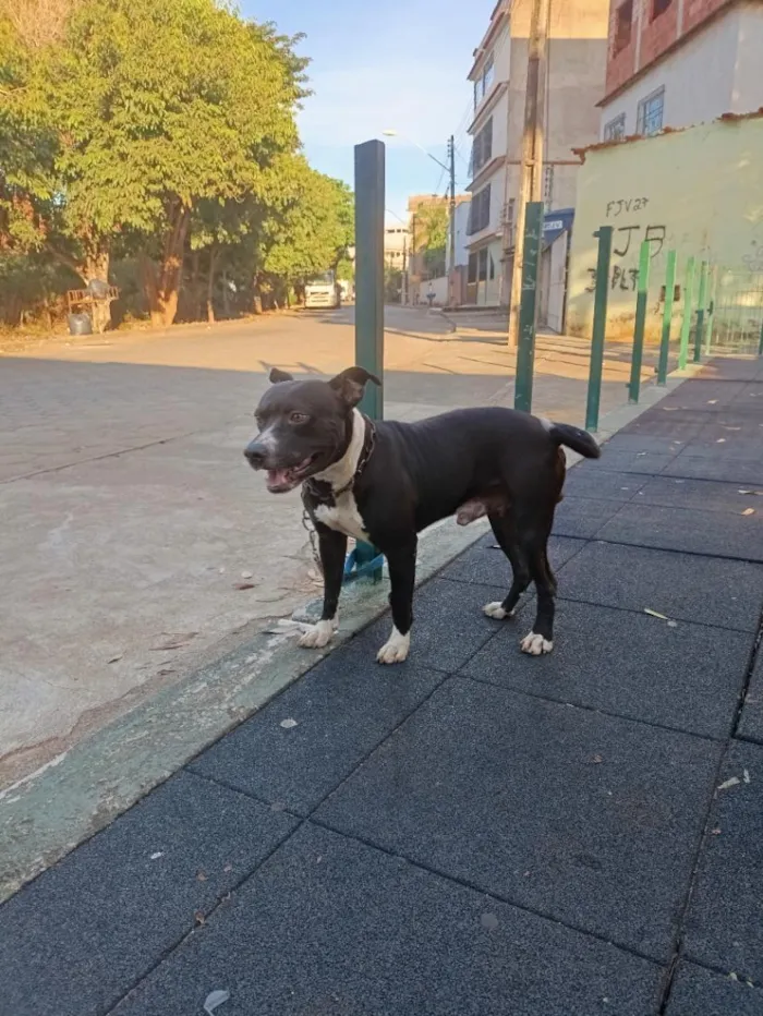 Cachorro raça Pit-Bull idade 3 anos nome nenem