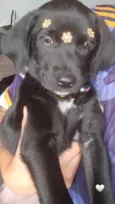 Bela