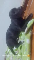 Bela