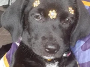 Cachorro raça SRD-ViraLata idade 2 a 6 meses nome Bela