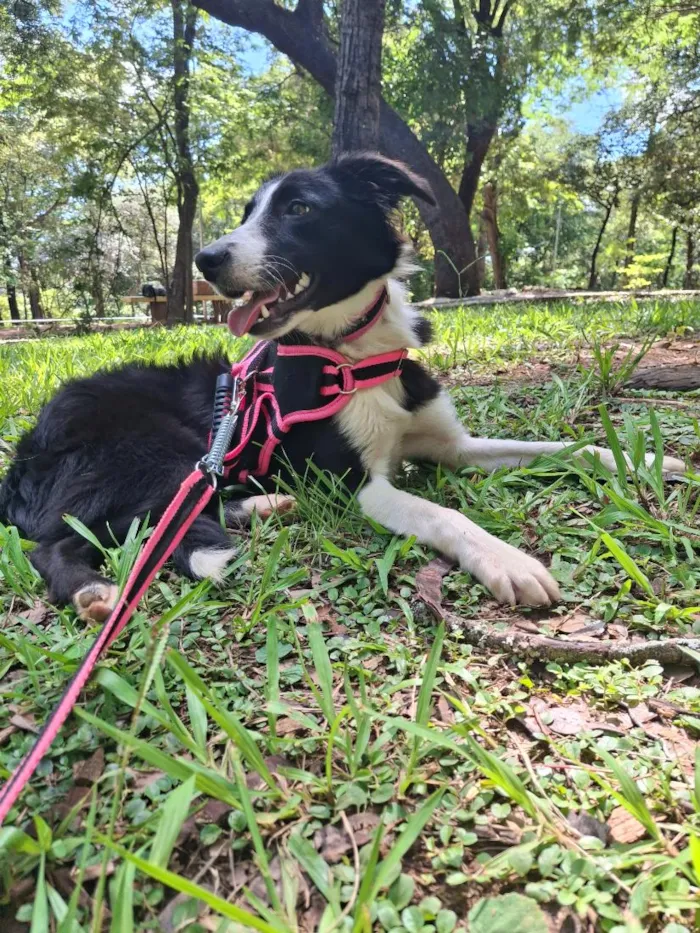 Cachorro raça SRD-ViraLata idade 1 ano nome zaya
