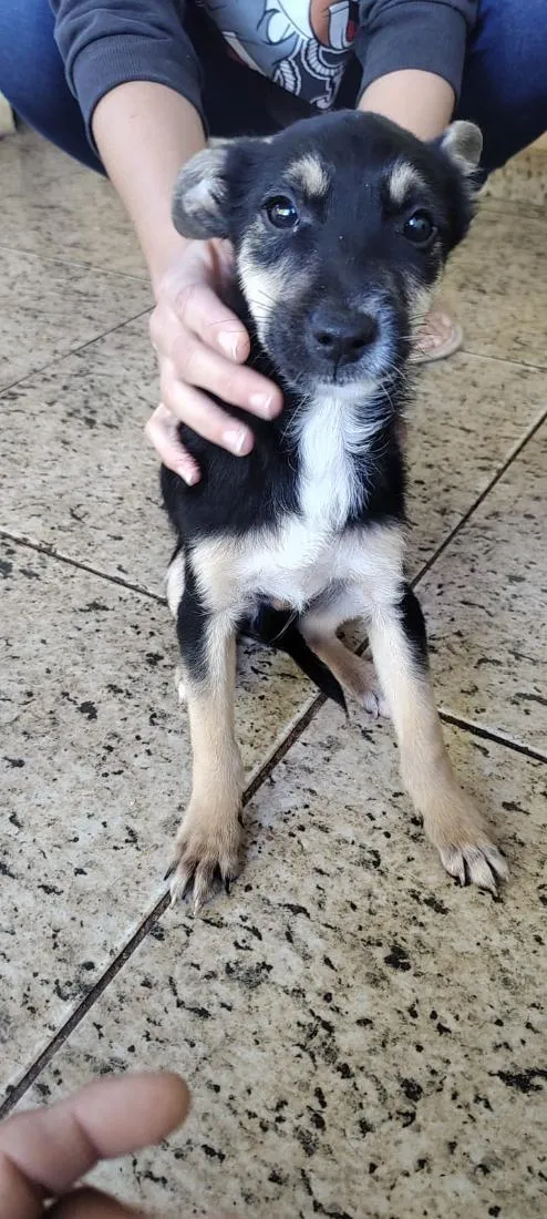Cachorro raça SRD-ViraLata idade 2 a 6 meses nome Canguru
